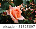 薄いピンク色が綺麗なバラ 81325697