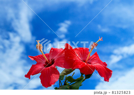 沖縄　宮古島の青空と二輪の赤いハイビスカス 81325823