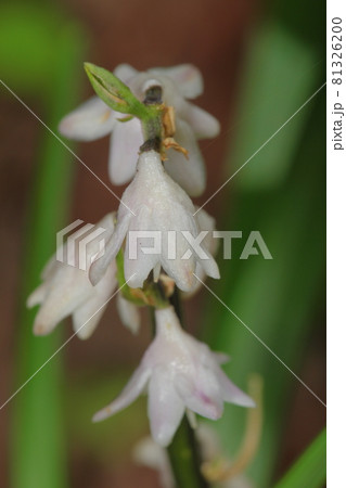 オオバジャノヒゲ 大葉蛇の髭 山野草の写真素材