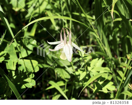 長野　池の平湿原　見晴歩道のキバナノヤマオダマキ 81326358