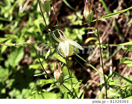 長野　池の平湿原　見晴歩道のキバナノヤマオダマキ 81326363