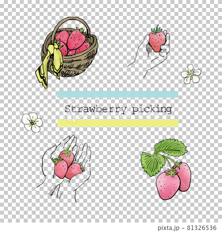 いちご狩り（カラー）2 81326536
