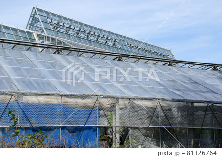 ビニールハウス、農業、ハウス、温室、農作業、ビニール、ハウス栽培 81326764