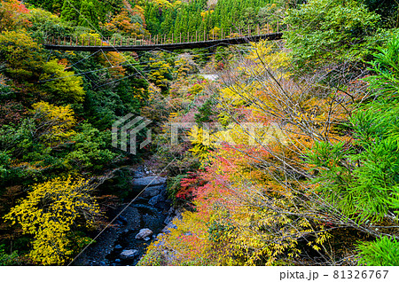 樅木の吊橋「秋晴れ、秘境の山並み紅葉風景を背景に、あやとり橋風景」日本2020年(秋)撮影 樅木の吊橋「秋晴れ、秘境の山並み紅葉風景を背景に、あやとり橋風景」日本2020年(秋)撮影 81326767
