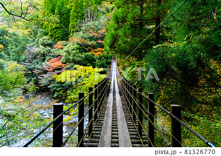 樅木の吊橋「秋晴れ、秘境の山並み紅葉風景を背景に、しゃくなげ橋風景」日本2020年(秋)撮影 樅木の吊橋「秋晴れ、秘境の山並み紅葉風景を背景に、しゃくなげ橋風景」日本2020年(秋)撮影 81326770
