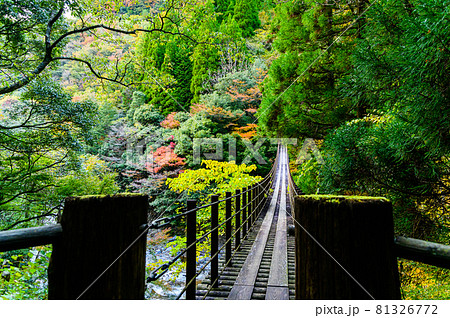 樅木の吊橋「秋晴れ、秘境の山並み紅葉風景を背景に、しゃくなげ橋風景」日本2020年(秋)撮影 81326772
