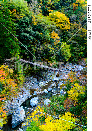 樅木の吊橋「秋晴れ、秘境の山並み紅葉風景を背景に、しゃくなげ橋風景」日本2020年(秋)撮影 81326773