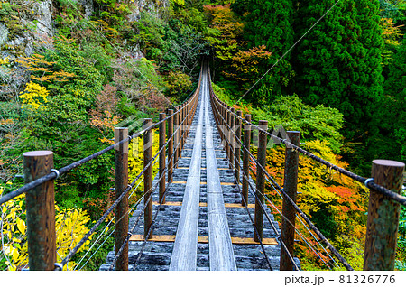 樅木の吊橋「秋晴れ、秘境の山並み紅葉風景を背景に、あやとり橋風景」日本2020年(秋)撮影 樅木の吊橋「秋晴れ、秘境の山並み紅葉風景を背景に、あやとり橋風景」日本2020年(秋)撮影 81326776