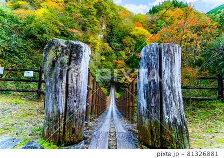 樅木の吊橋「秋晴れ、秘境の山並み紅葉風景を背景に、あやとり橋風景」日本2020年(秋)撮影 樅木の吊橋「秋晴れ、秘境の山並み紅葉風景を背景に、あやとり橋風景」日本2020年(秋)撮影 81326881
