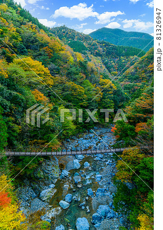 樅木の吊橋「秋晴れ、秘境の山並み紅葉風景を背景に、しゃくなげ橋風景」日本2020年(秋)撮影 樅木の吊橋「秋晴れ、秘境の山並み紅葉風景を背景に、しゃくなげ橋風景」日本2020年(秋)撮影 81326947