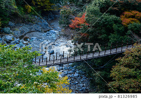 樅木の吊橋「秋晴れ、秘境の紅葉・川を背景にしゃくなげ橋風景」日本2020年(秋)撮影 81326985