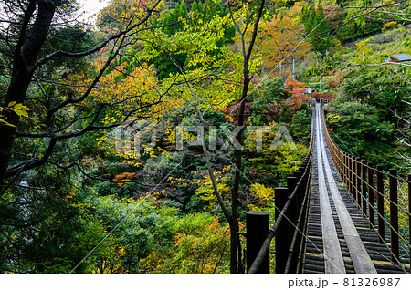 樅木の吊橋「秋晴れ、秘境の山並み紅葉風景」日本2020年(秋)撮影 樅木の吊橋「秋晴れ、秘境の山並み紅葉風景」日本2020年(秋)撮影 81326987