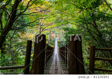 樅木の吊橋「秋晴れ、秘境の山並み紅葉風景・あやとり橋」日本2020年(秋)撮影 樅木の吊橋「秋晴れ、秘境の山並み紅葉風景・あやとり橋」日本2020年(秋)撮影 81326991