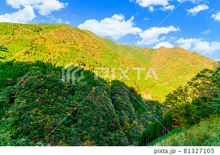 樅木の吊橋への道景色「秋晴れ、秘境の山並み紅葉風景」日本2020年(秋)撮影 樅木の吊橋への道景色「秋晴れ、秘境の山並み紅葉風景」日本2020年(秋)撮影 81327105