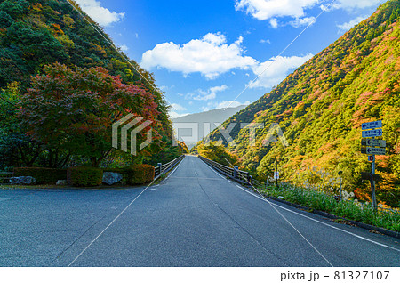 樅木の吊橋への道景色「秋晴れ、秘境の山並み紅葉風景」日本2020年(秋)撮影 樅木の吊橋への道景色「秋晴れ、秘境の山並み紅葉風景」日本2020年(秋)撮影 81327107
