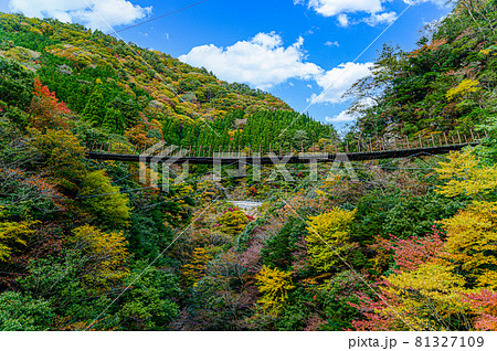 樅木の吊橋「秋晴れ、秘境の山並み紅葉風景・あやとり橋風景」日本2020年(秋)撮影 樅木の吊橋「秋晴れ、秘境の山並み紅葉風景・あやとり橋風景」日本2020年(秋)撮影 81327109