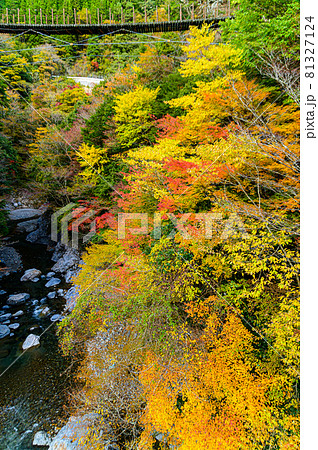 樅木の吊橋「秋晴れ、秘境の山並み紅葉風景を背景に、あやとり橋風景」日本2020年(秋)撮影 樅木の吊橋「秋晴れ、秘境の山並み紅葉風景を背景に、あやとり橋風景」日本2020年(秋)撮影 81327124