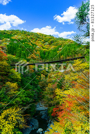 樅木の吊橋「秋晴れ、秘境の山並み紅葉風景を背景に、あやとり橋風景」日本2020年(秋)撮影 樅木の吊橋「秋晴れ、秘境の山並み紅葉風景を背景に、あやとり橋風景」日本2020年(秋)撮影 81327125