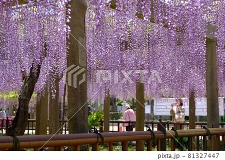 藤の花と観光客　開花見頃イメージ 81327447