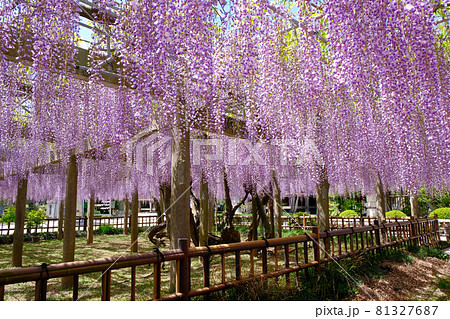 藤棚　藤の花（千葉県銚子妙福寺）　開花見頃イメージ 81327687