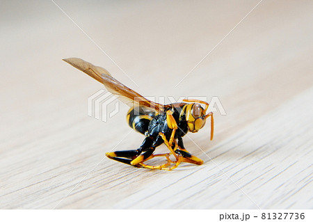 横向きの黄あしながバチ 81327736