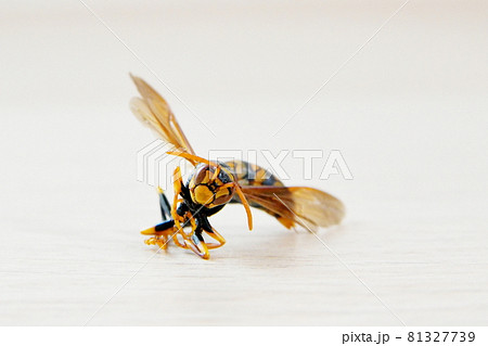 正面からみたキアシナガバチ 81327739