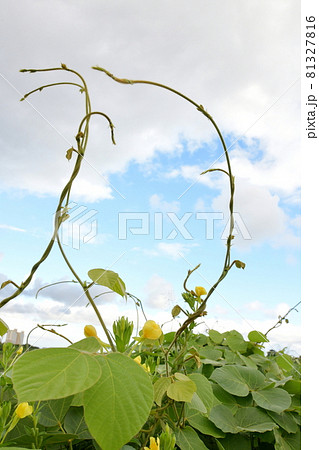 どんどん伸びるのあずき 81327816