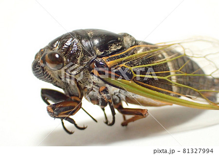クマゼミ クマゼミ 81327994