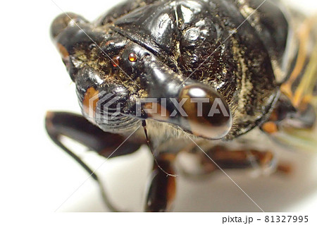 クマゼミ クマゼミ 81327995