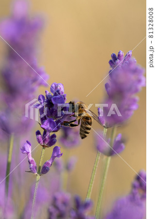 European honey bee on a lavender flower European honey bee on a lavender flower 81328008