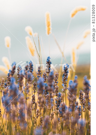 Blue lavender flowers in the mountains of Bulgaria 81328009