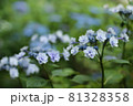 アジサイ 81328358