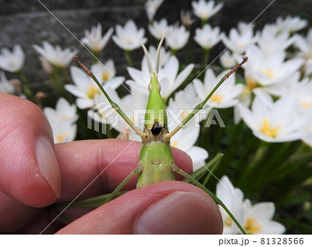 ショウリョウバッタ（メス）：口から黒い液体を吐いた状態 81328566