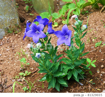 キキョウの花 81329035