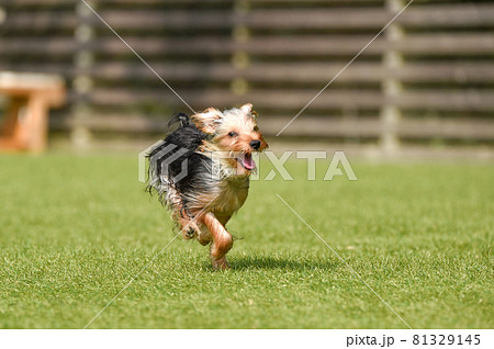 ドッグランで遊ぶパピーのヨークシャテリア 81329145