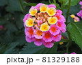 ピンクと黄色のランタナ 81329188