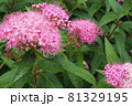 雨上がりの花 81329195