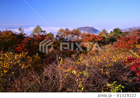 軽井沢・朝焼けの離山 軽井沢・朝焼けの離山 81329222