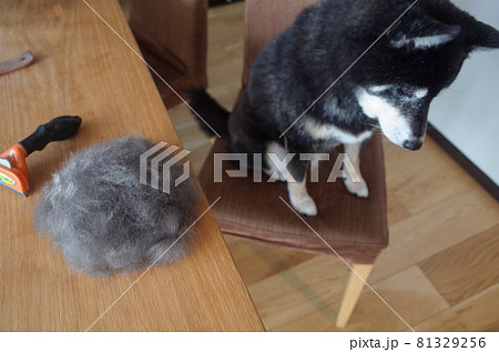 黒柴犬の換毛期 81329256