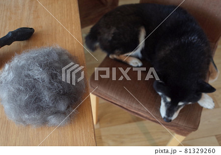 黒柴犬の換毛期 黒柴犬の換毛期 81329260