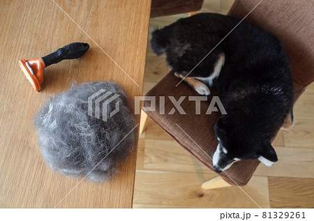 黒柴犬の換毛期 黒柴犬の換毛期 81329261