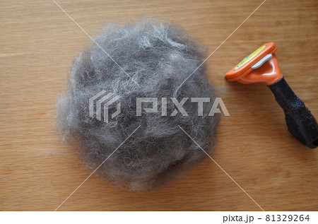 黒柴犬の換毛期 81329264