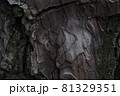 木の鱗 81329351