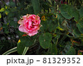 枯れかけた薔薇 81329352