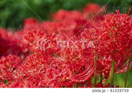 燃えるように綺麗な赤い彼岸花の写真素材