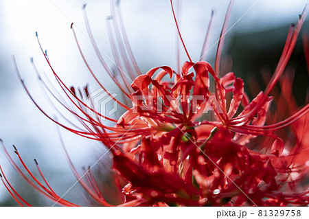 燃えるように綺麗な赤い彼岸花の写真素材 燃えるように綺麗な赤い彼岸花の写真素材