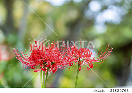 燃えるように綺麗な赤い彼岸花の写真素材