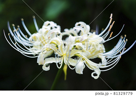 清楚な雰囲気がとても美しい白い彼岸花の写真素材 清楚な雰囲気がとても美しい白い彼岸花の写真素材