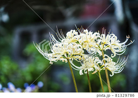 清楚な雰囲気がとても美しい白い彼岸花の写真素材 清楚な雰囲気がとても美しい白い彼岸花の写真素材