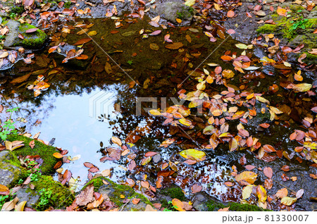菊池渓谷「渓流の貯まりに映る 秋の紅葉風景」紅葉百選・百景 日本2020年秋撮影 菊池渓谷「渓流の貯まりに映る 秋の紅葉風景」紅葉百選・百景 日本2020年秋撮影 81330007